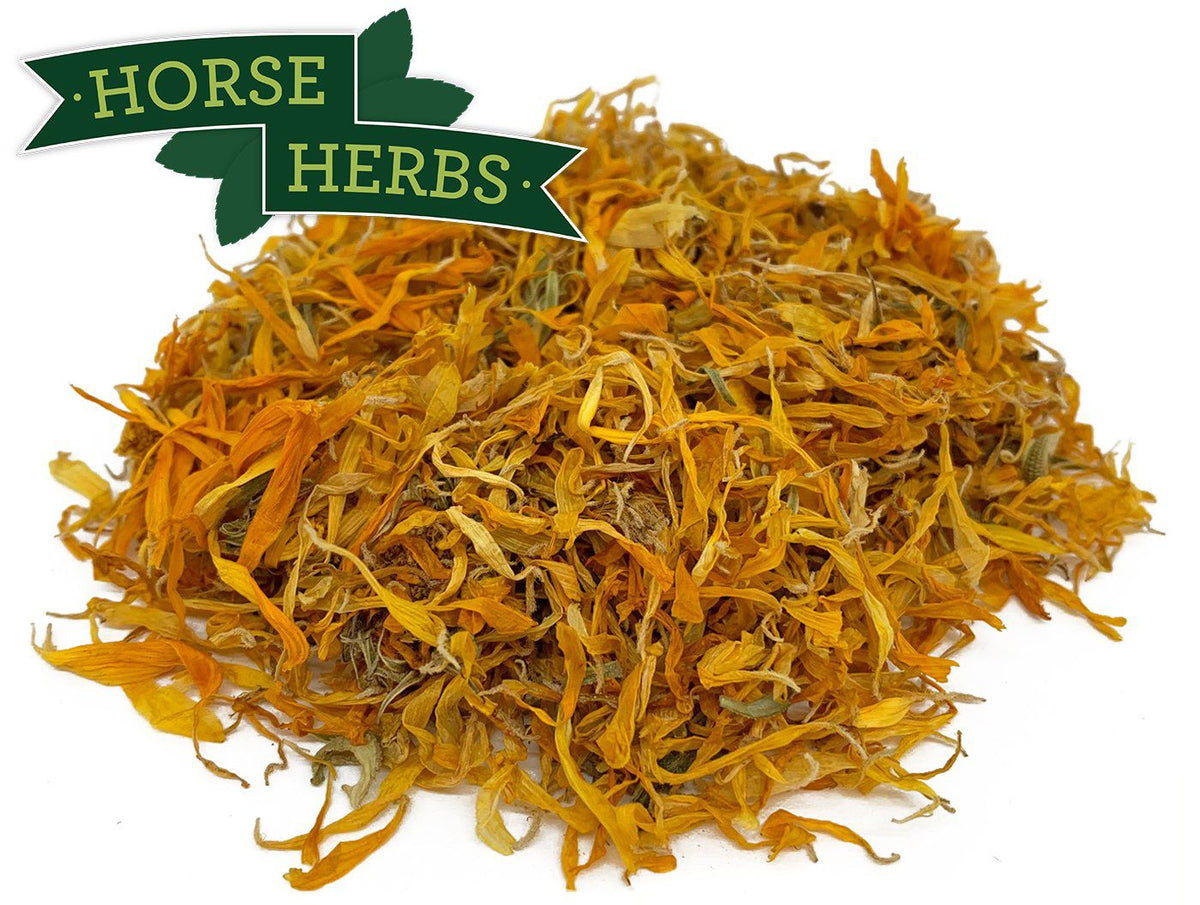 Marigold (Calendula) Flowers For Horses | Horse Herbs UK